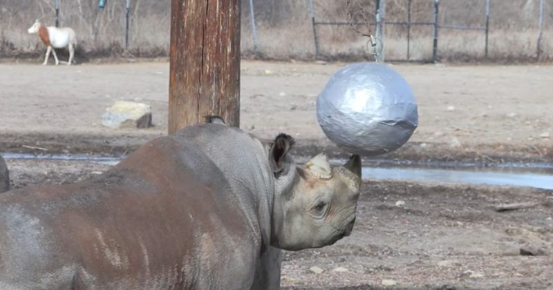 Zoo innovates and makes rhinoceros open tea - Photo: Kansas City Zoo/Reproduction/North Dakota