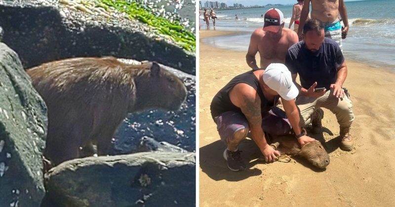 De acordo com servidor, capivara era jovem e estava com algumas escoria&ccedil;&otilde;es – Foto: Reprodu&ccedil;&atilde;o/ND