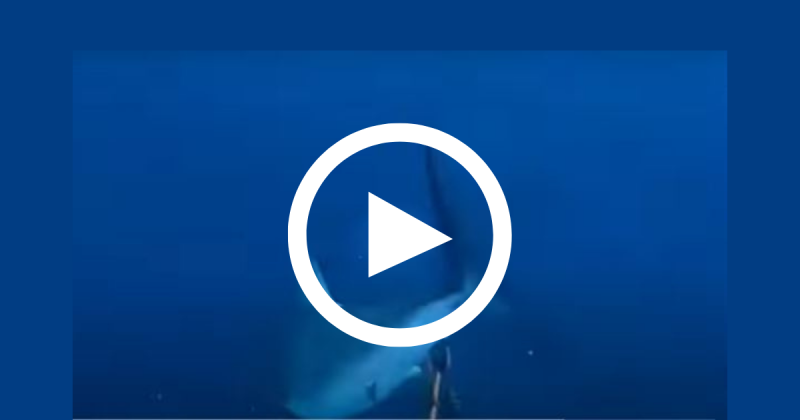 Esp&eacute;cie &eacute; considerada a mais r&aacute;pida do mundo – Foto: Internet/Reprodu&ccedil;&atilde;o/ND