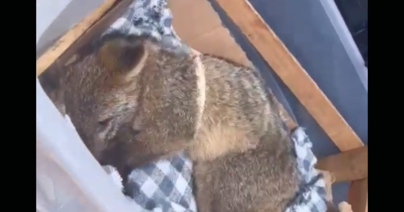 Filhote estava t&atilde;o debilitado que nem ofereceu resist&ecirc;ncia durante a captura – Foto: GMA/Divulga&ccedil;&atilde;o/ND