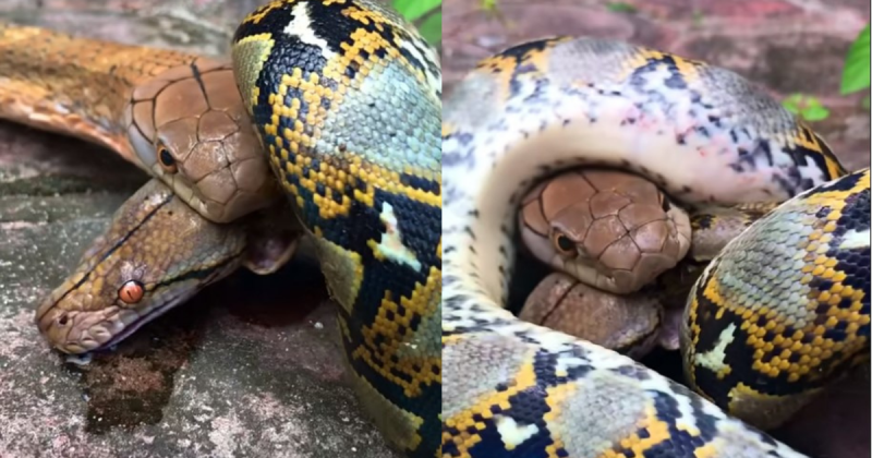 Duas esp&eacute;cies travam uma batalha mortal – Foto: Youtube/Reprodu&ccedil;&atilde;o/ND