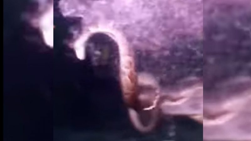 'Quase pegou nos Países Baixos!': vídeo flagra 'golpe baixo' de píton em jacaré