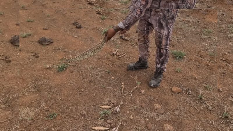 cobra cascavel encontrada