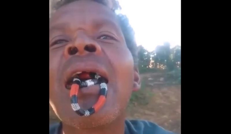 homem coloca cobra coral na boca