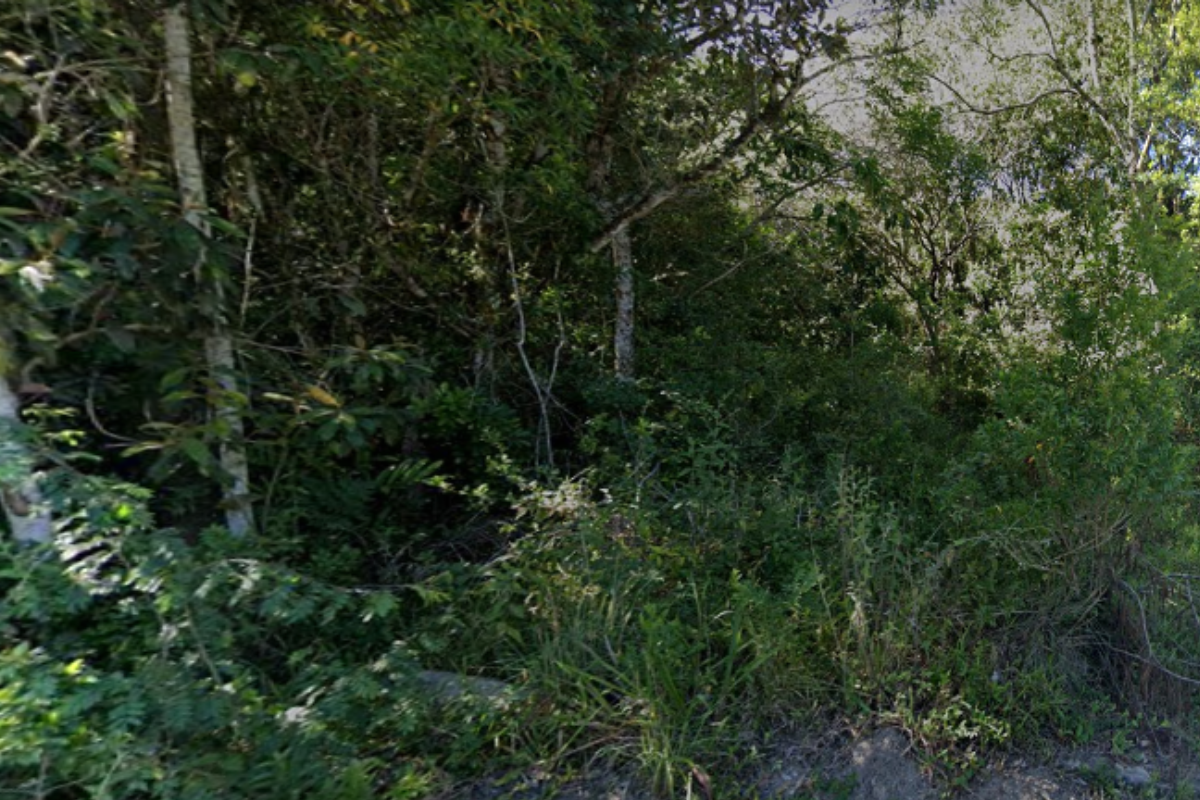 Corpo de homem é encontrado enterrado próximo a matagal em Florianópolis |  ND Mais