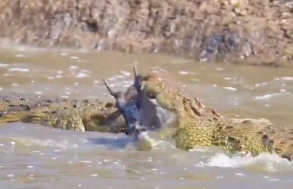 Crocodilo ataca e come gnu