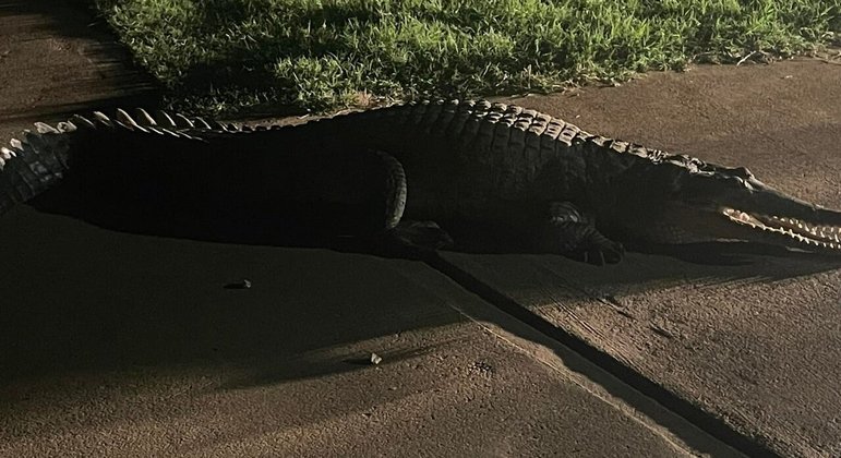 Crocodilo gigante assusta vizinhan&ccedil;a ap&oacute;s enchente – Foto: Reprodu&ccedil;&atilde;o/ND