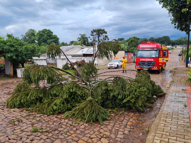 Muitas &aacute;rvores foram derrubadas com a for&ccedil;a do vento – Foto: Defesa Civil/Reprodu&ccedil;&atilde;o/ND