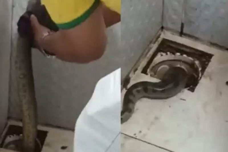 V&iacute;deo mostra homem tentando puxar a sucuri, mas cobra consegue “fugir” pelo encanamento – Foto: Reprodu&ccedil;&atilde;o/Twitter