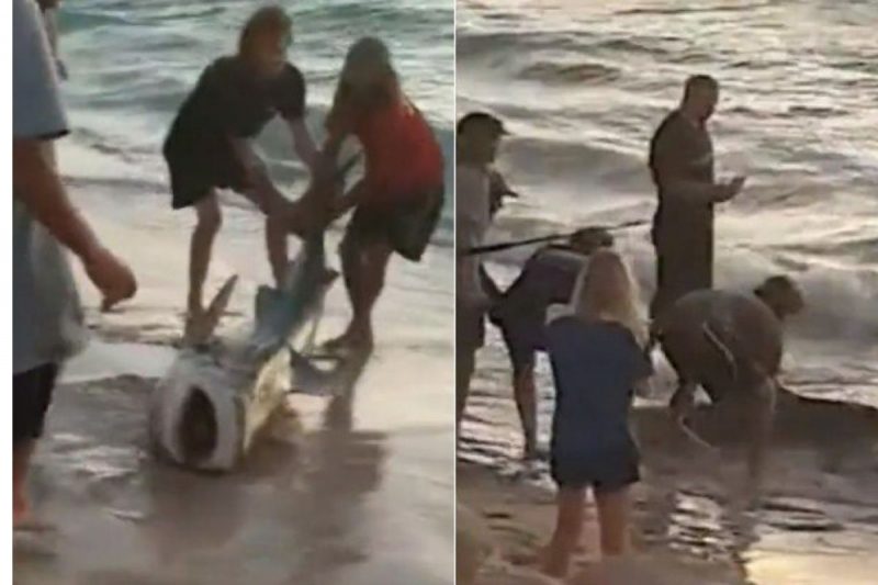 Mobiliza&ccedil;&atilde;o de pescadores e banhistas devolveu tubar&atilde;o ao mar ap&oacute;s pesca por “engano” – Foto: Reprodu&ccedil;&atilde;o/Twitter