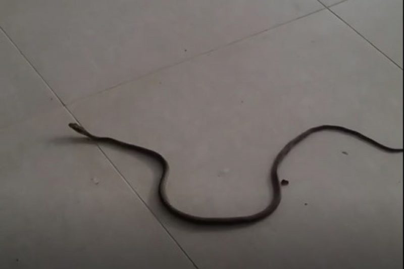 Cobra-cip&oacute; foi flagrada por bi&oacute;logo de Jaragu&aacute; do Sul – Foto: Reprodu&ccedil;&atilde;o/Instagram