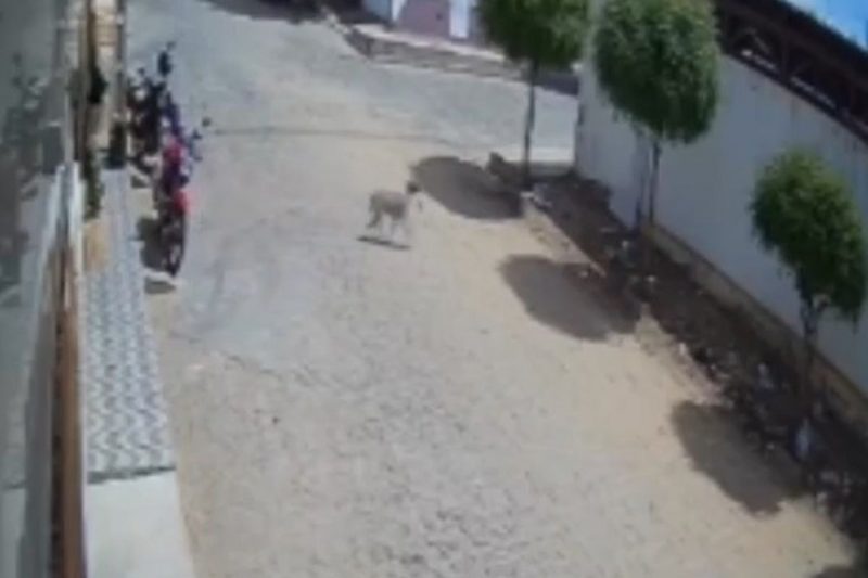 Animal foi flagrado por c&acirc;meras de monitoramento no momento em que cometia o crime – Foto: Reprodu&ccedil;&atilde;o/Internet