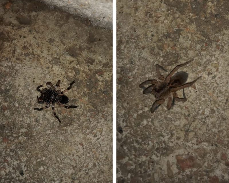 Moradora de Blumenau &eacute; picada por aranha armadeira – Foto: Arquivo pessoal/ND