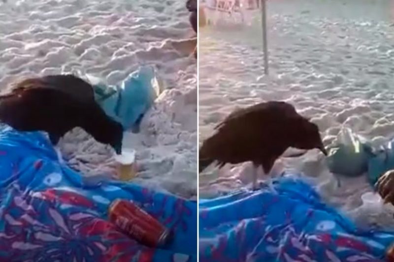 Urubu foi flagrado bebendo cerveja em praia do Rio de Janeiro – Foto: Reprodu&ccedil;&atilde;o/Internet