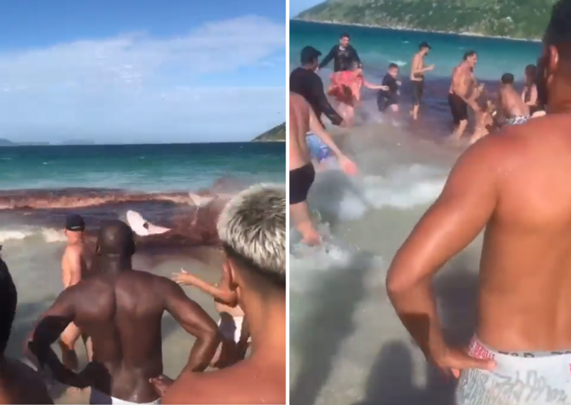 Baleias encalham em praia no Rio de Janeiro e mancha assusta banhistas – Foto: Twitter/Reprodu&ccedil;&atilde;o/ND