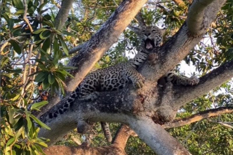 On&ccedil;a-pintada foi flagrada tirando um cochilo e mostrando muito equil&iacute;brio – Foto: Reprodu&ccedil;&atilde;o/Internet