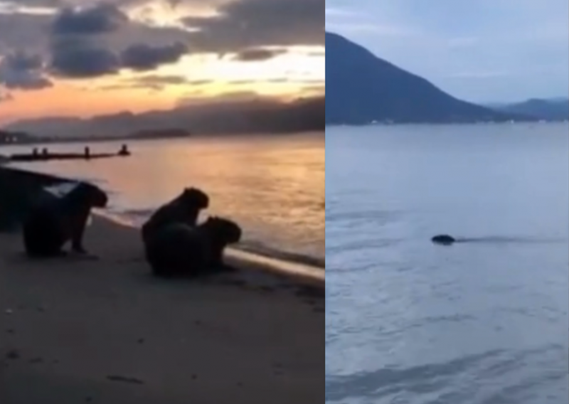 Vídeo mostra capivara se refrescando na praia de Santa Clara