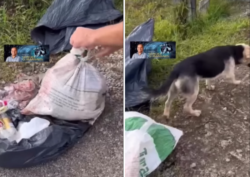 Cachorro foi resgatado com vida de saco de lixo, nesta quarta-feira (11) – Foto: @reporter.sergioguimaraes/Instagram/Reprodu&ccedil;&atilde;o/ND