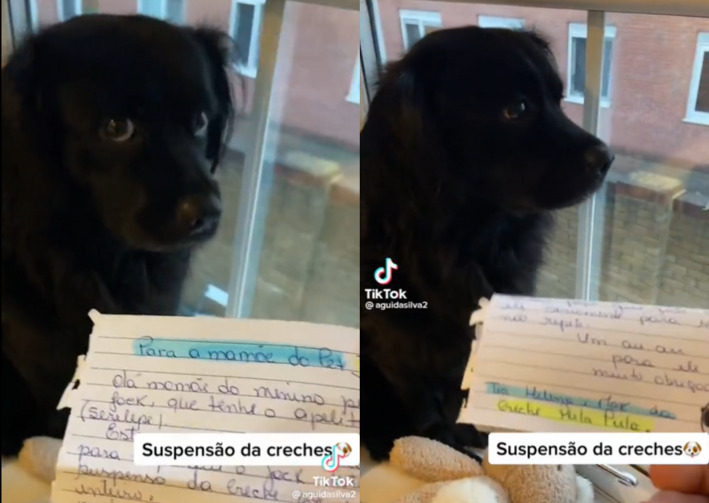 Cachorro Jack &eacute; suspenso de creche ao incentivar farra na cantina – Foto: @aguidasilva2/Tiktok/Reprodu&ccedil;&atilde;o/ND
