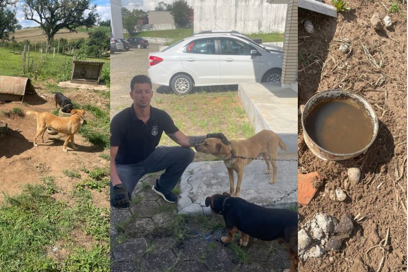 Vizinho fez den&uacute;ncia e Pol&iacute;cia Civil encontrou dois c&atilde;es em situa&ccedil;&atilde;o de maus-tratos em Mafra – Foto: Pol&iacute;cia Civil/Divulga&ccedil;&atilde;o
