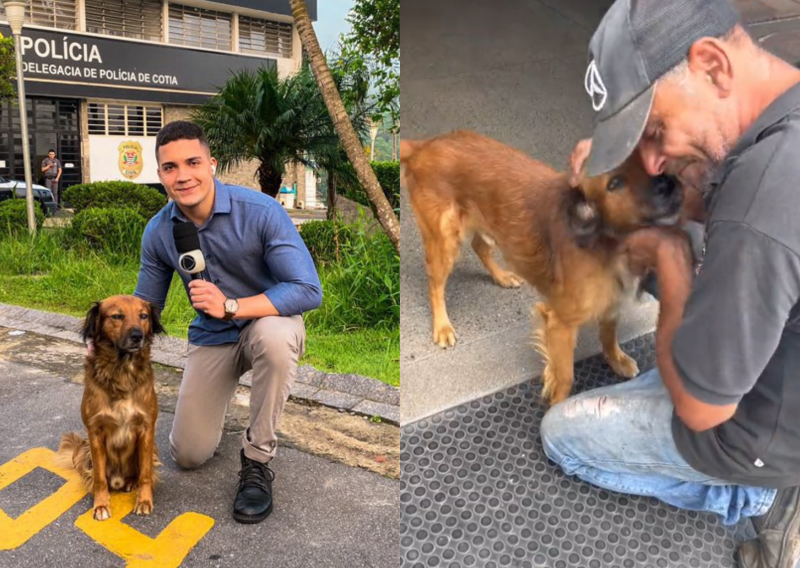 Cachorro &eacute; encontrado ap&oacute;s aparecer em perfil de rep&oacute;rter nas redes sociais – Foto: Twitter/Reprodu&ccedil;&atilde;o/ND