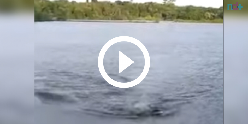 ‘Nossa, pegou o braço dele’: vídeo flagra banhista distraído sendo atacado por jacaré