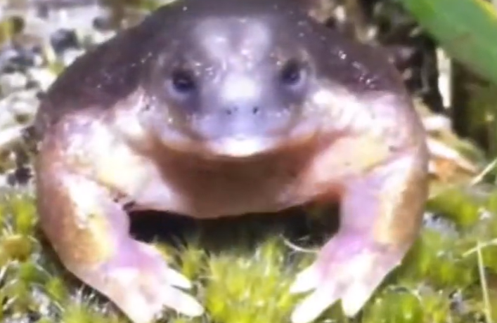 Rã exótica foi confundida com extraterrestre