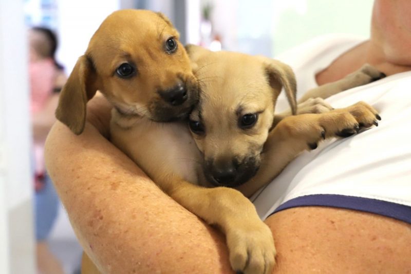 Oito c&atilde;es est&atilde;o dispon&iacute;veis para ado&ccedil;&atilde;o na feira em Jaragu&aacute; do Sul – Foto: Prefeitura de Jaragu&aacute; do Sul/Divulga&ccedil;&atilde;o