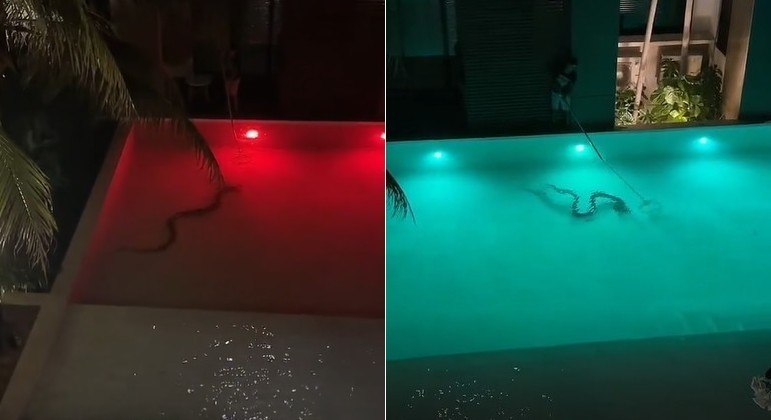 Cobra de tr&ecirc;s metros &eacute; resgatada de piscina em resort: ‘show especial do hotel’ – Foto: Reprodu&ccedil;&atilde;o/ND