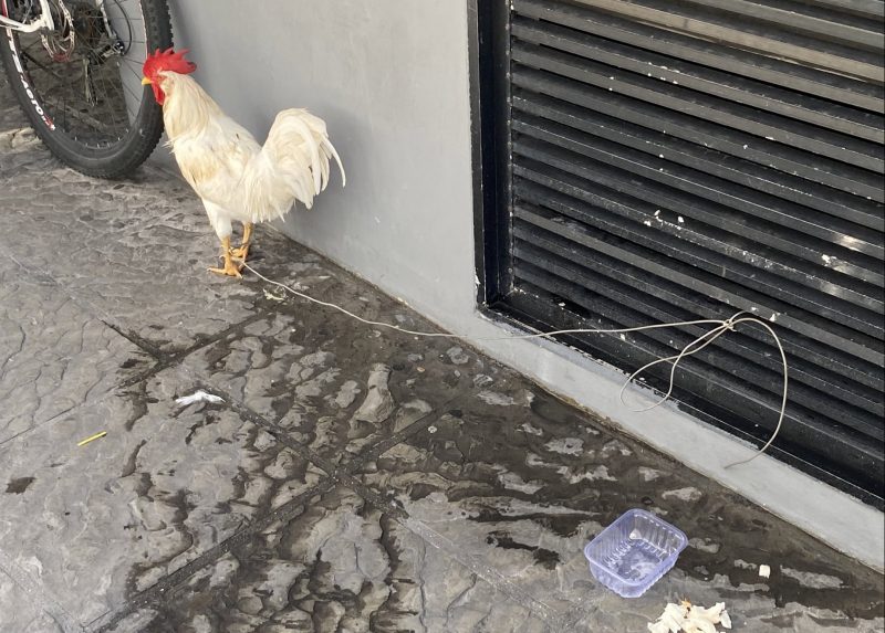 Galo foi resgatado em desidratado em ca&ccedil;amba de carro na manh&atilde; desta ter&ccedil;a (10)