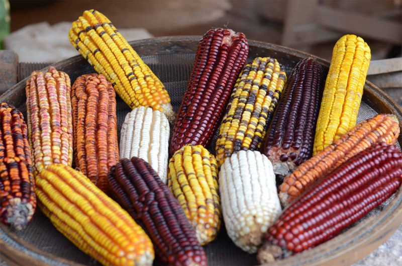 Projeto distribuiu cerca de 2 mil kits contendo mais de 200 variedades de sementes crioulas – Foto: Aires Mariga/Epagri/ND