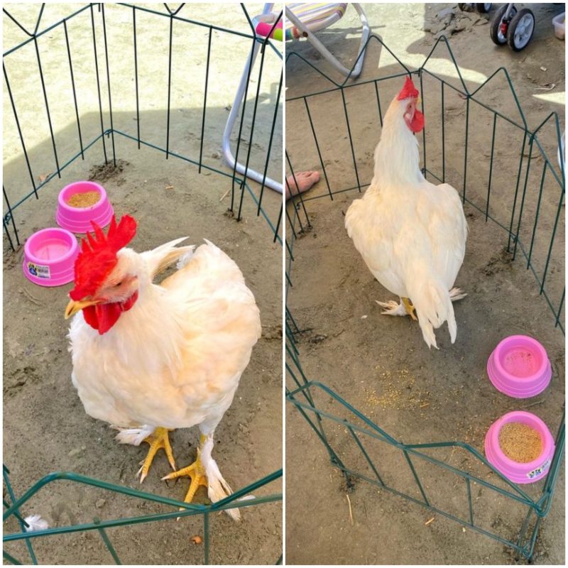 ‘Trouxeram a galinha e a farofa’: Animal de estima&ccedil;&atilde;o inusitado surpreende turistas na praia – Foto: mundorosaz13/Reprodu&ccedil;&atilde;o/ND