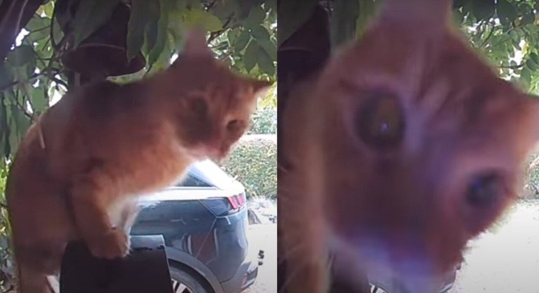 Tem algu&eacute;m em casa? Gato aprende a usar a campainha ap&oacute;s ficar preso do lado de fora – Foto: Reprodu&ccedil;&atilde;o/ND