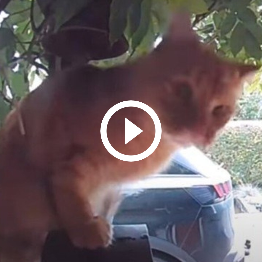 VÍDEO: gato esperto aprende a usar a campainha para entrar em casa