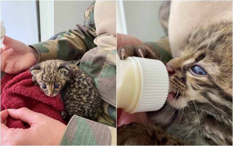 Felino &eacute; alimentado com mamadeira ap&oacute;s ser resgatado em rodovia de Ca&ccedil;ador – Foto: Pol&iacute;cia Militar Ambiental/Divulga&ccedil;&atilde;o/ND