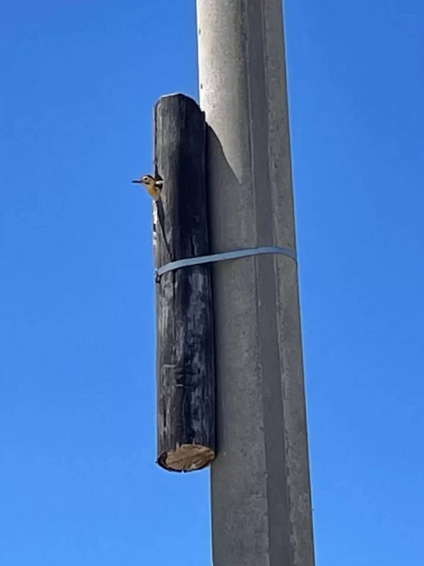 A fam&iacute;lia de pica-paus segue no local at&eacute; hoje. &mdash; Foto: Gustavo Oscar Perusia/Reprodu&ccedil;&atilde;o/The Dodo interna