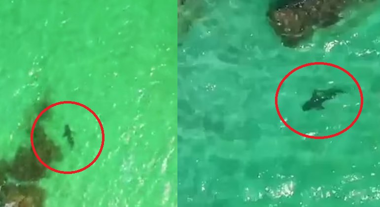 Homem identifica tubar&otilde;es rondando banhistas atrav&eacute;s de drone e evita trag&eacute;dia – Foto: Internet/Reprodu&ccedil;&atilde;o/ND