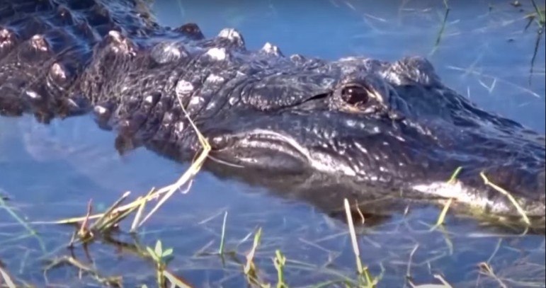 Jacar&eacute; levou bra&ccedil;o do homem nos dentes – Foto: Reprodu&ccedil;&atilde;o/YouTube/10 Tampa Bay