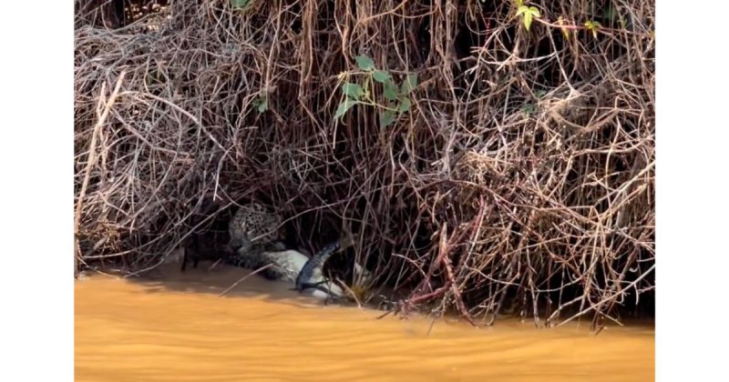 Jacar&eacute; e on&ccedil;a duelaram dentro do rio e, por incr&iacute;vel que pare&ccedil;a, a on&ccedil;a levou a melhor – Foto: Reprodu&ccedil;&atilde;o
