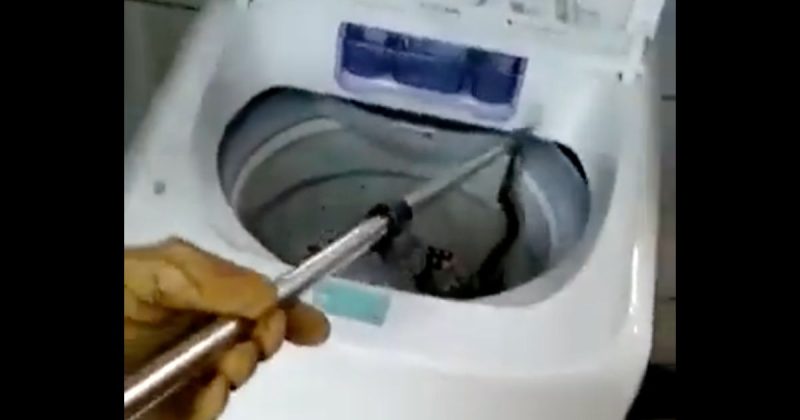 Dona de casa acionou o Corpo de Bombeiros ap&oacute;s o susto – Foto: Reprodu&ccedil;&atilde;o