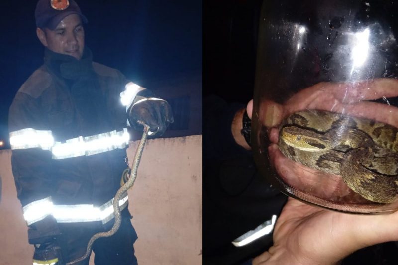 Jararaca foi resgatada em jardim de casa em Mafra – Foto: CBM/Divulga&ccedil;&atilde;o