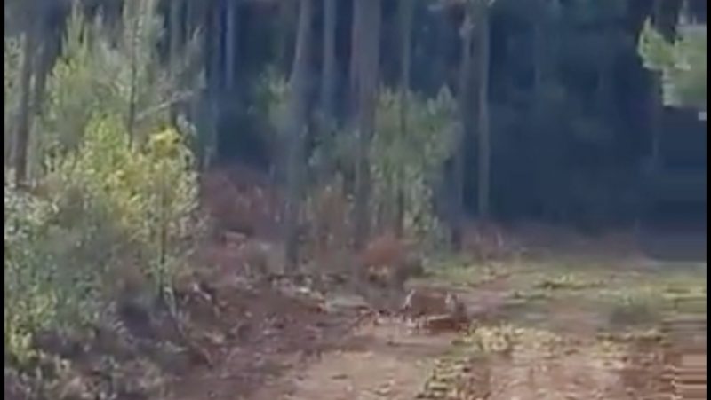 Onça dá o bote no filhote de javali, mas leva um drible e fica no vácuo