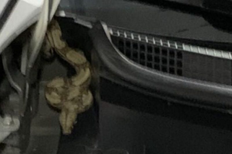 Jiboia se escondeu em carro