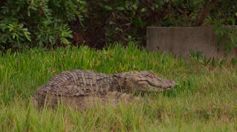 Juca foi devolvido &agrave; natureza totalmente recuperado pela equipe do Oceanic Aquarium – Foto: Oceanic Aquarium/Reprodu&ccedil;&atilde;o