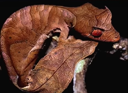 Imagem da lagartixa satânica