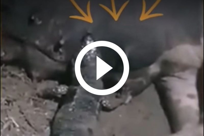 Lagarto teria mamado em porca – Foto: Internet
