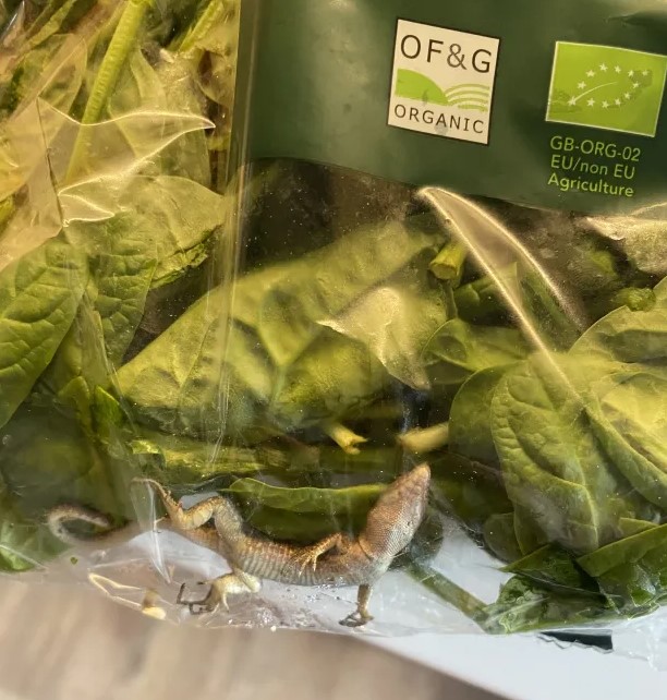 Pequeno r&eacute;ptil foi encontrado dentro de embalagem de espinafre – Foto: Daily Star/Reprodu&ccedil;&atilde;o/ND