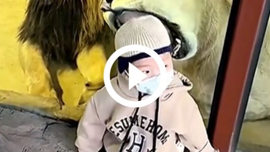 VÍDEO: Leoa tenta &#39;devorar&#39; criança pelo vidro em zoológico e vídeo viraliza