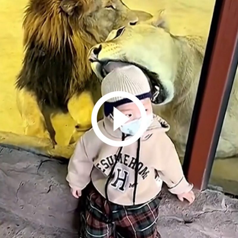 Crian&ccedil;a estava posando para fotos e n&atilde;o notou a boca gigante da leoa – Foto: Reprod&ccedil;&atilde;o/ND