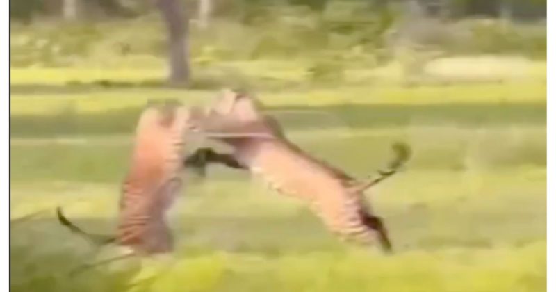 On&ccedil;a s&atilde;o flagradas em duelo de tit&atilde;s e mostram a for&ccedil;a da natureza – Foto: Reprodu&ccedil;&atilde;o